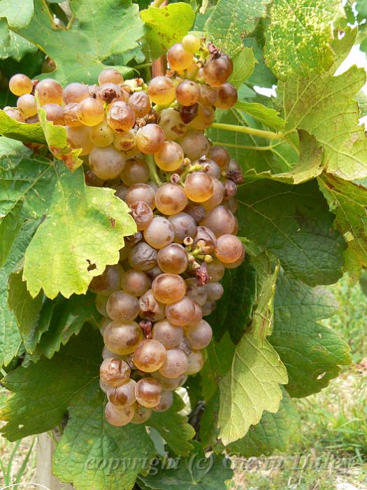 Marsanne vine, Hermitage vineyards P1140078.JPG